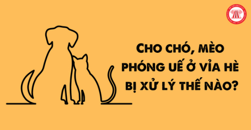 cho-cho-meo-phong-ue-via-he-bi-xu-ly-the-nao.png